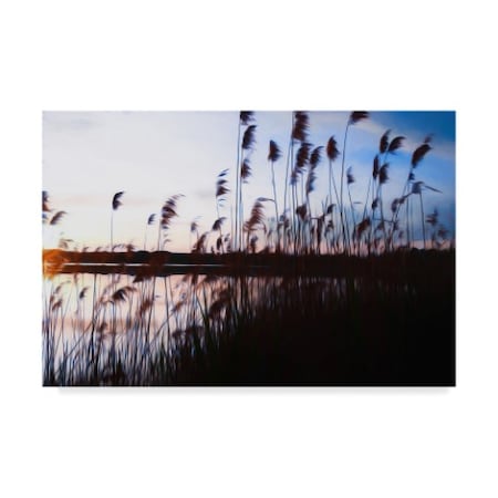 Anthony Paladino 'Phragmites In Blue Sky Sunset' Canvas Art,22x32